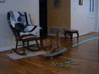 スケボーを楽しむ猫