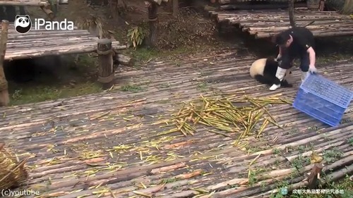 かまってほしくて仕方がないパンダ03