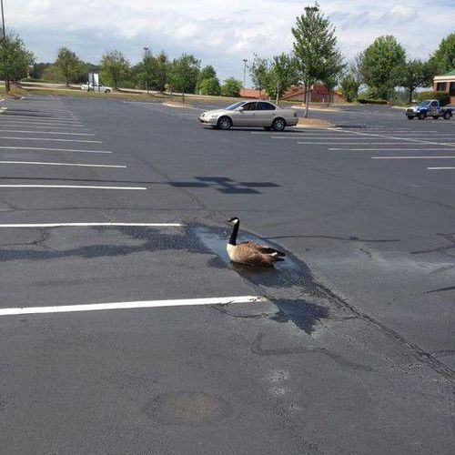 ポジティブなマガモ01