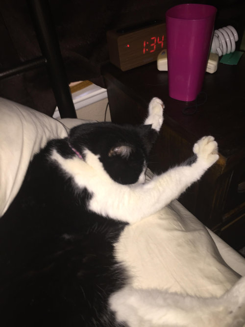 足をちょこんと置く猫06