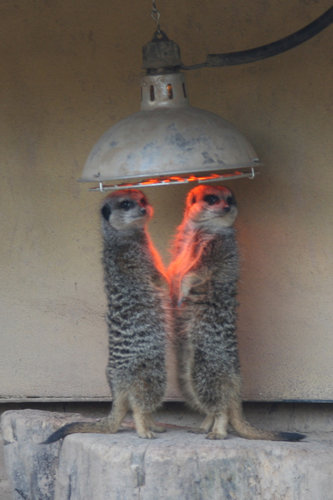 05二足立ち(直立)する動物