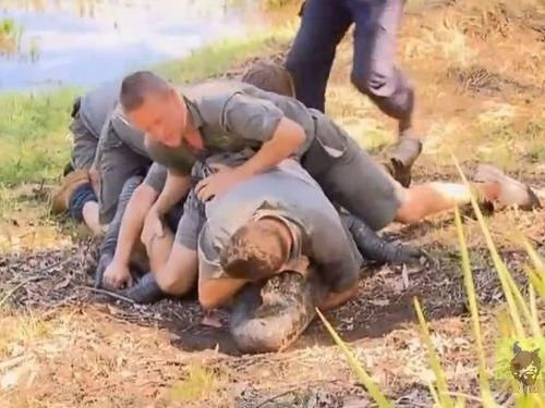 命がけのワニ取り押さえ02