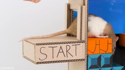 ڥåȤΤ˺äޥꥪϩ06