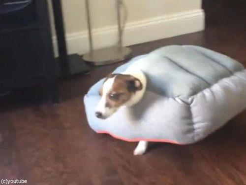 「昼寝をしていた愛犬が別のものに進化」01