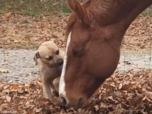 馬と犬の愛