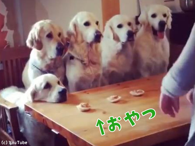おやつの順番を守る犬たち なんてお行儀がいいの 動画 らばq