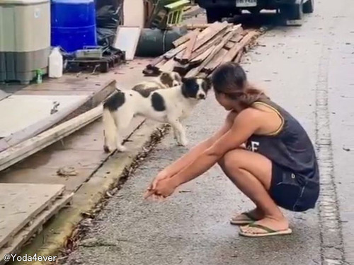 何年も行方不明だった犬を路上で発見…幸せいっぱいで連れ帰ると猫も喜ぶ