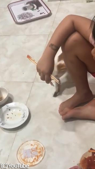 寝たふりをして大好物をゲットする猫04