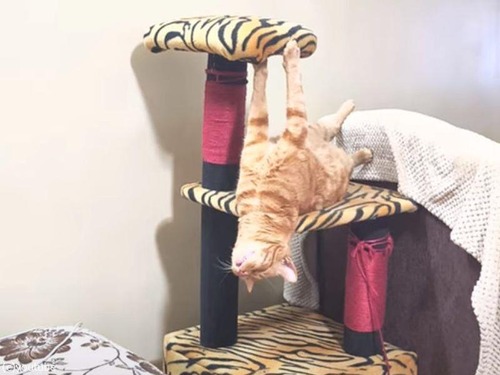 重力に逆らってウトウトする猫