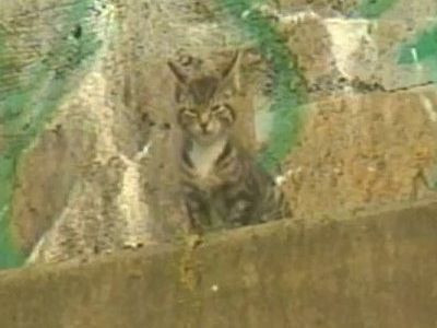 子猫を60歳のおばあちゃんが救出02