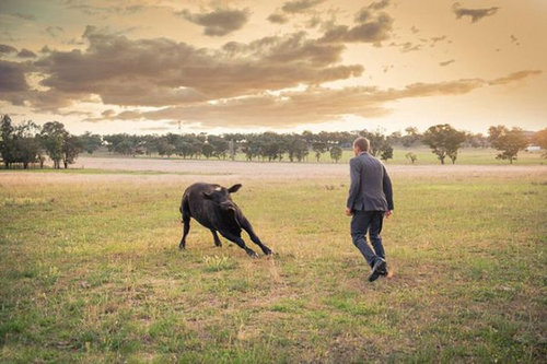結婚写真に牛07