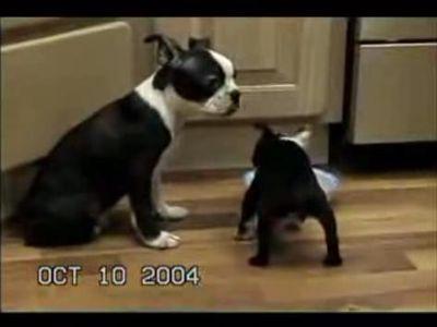 顔が大きすぎた犬の結末