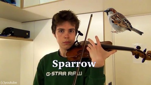 ヴァイオリニストが動物の鳴き声を演奏する07