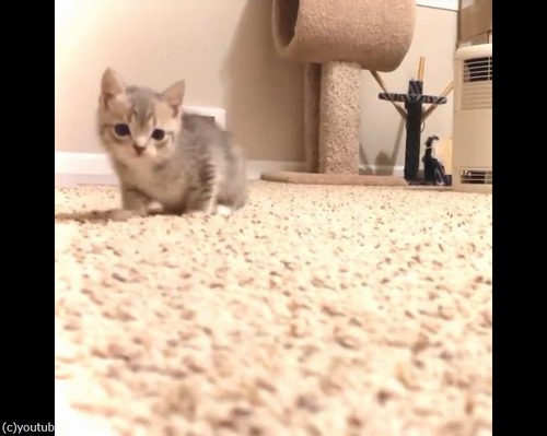 �����ˤ����뤪�����Ť���ǭ03