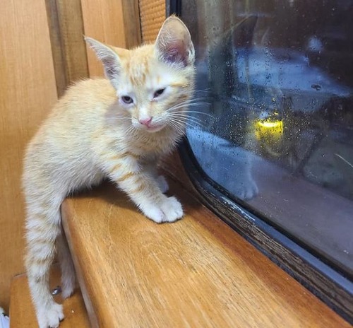 メキシコ湾で溺れていた子猫を救出04