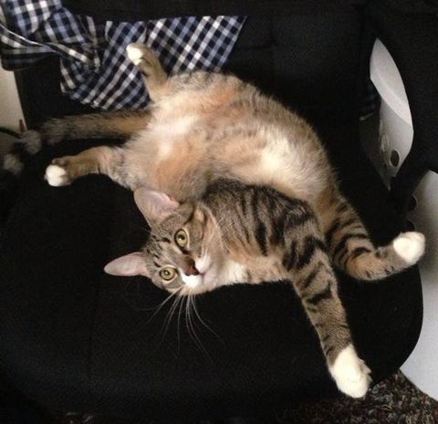 猫が「スパイvsスパイ」03