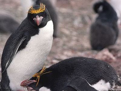 いろいろと驚かれていた 南極でビキニを着てペンギンとお友達になってみた という写真 らばq