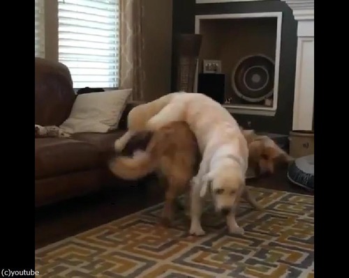 ������ǥ�2ɤ��ͷ��Ǥ����Ѥ�������02