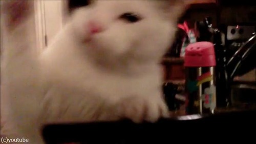 ドローンで猫撮ってみた01