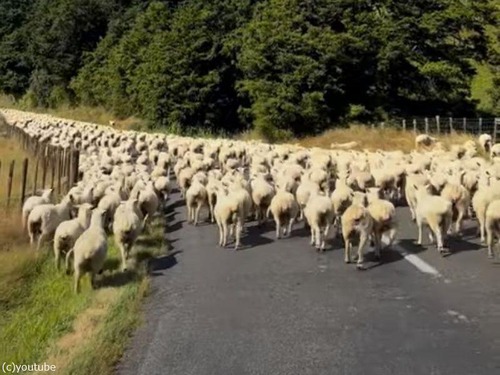 ニュージーランドの渋滞は…羊によって起こる