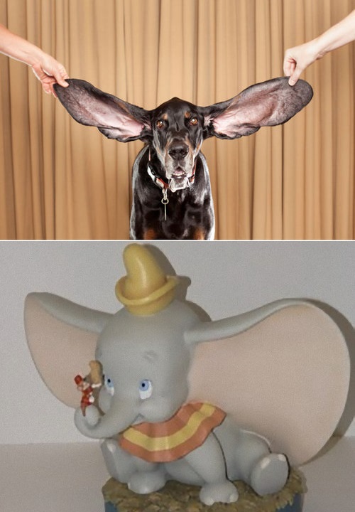 何かに似てる犬たち09