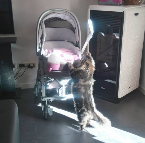 女の子を守る猫02