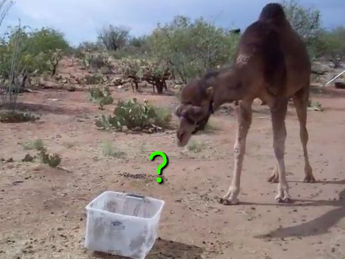 一方的に箱に負けるラクダ