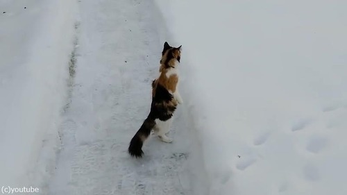雪景色を見たうちの猫は01