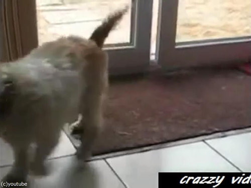 肉球をキレイキレイする犬05