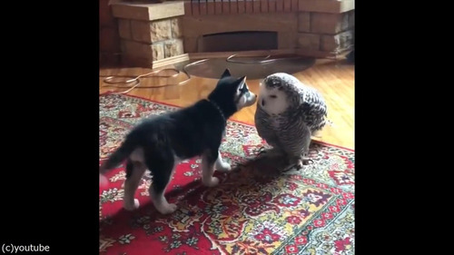 子犬とフクロウの愛情05