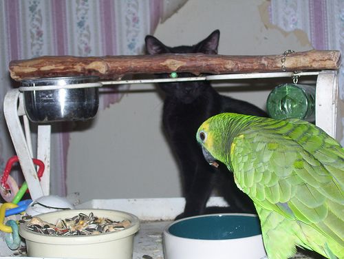 インコと猫10