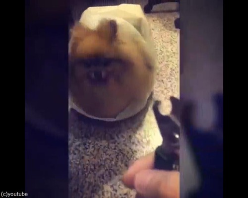 爪切りを見ると隠れるポメ07