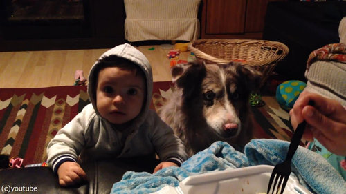 隣の犬「ママー」赤ちゃん「えっ」02