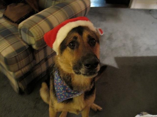 犬の遊びタイムが終わったとき02