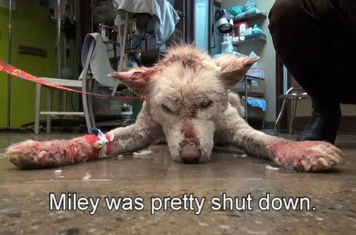 ���ߤλ�����餹�ۡ���쥹����߽�11