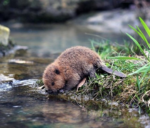 04Baby 赤ちゃん動物たち baby beaver