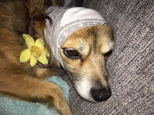 �ֲФβ������ȥ쥹�θ�����饤�եϥå�02