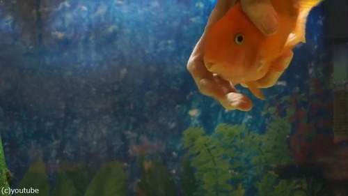 �ʤĤä�����03