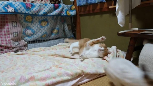 猫に挑むウサギ03