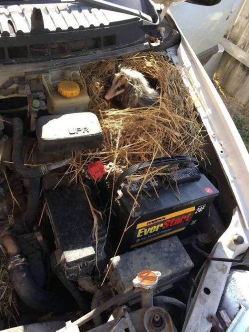 車の中にいる動物13