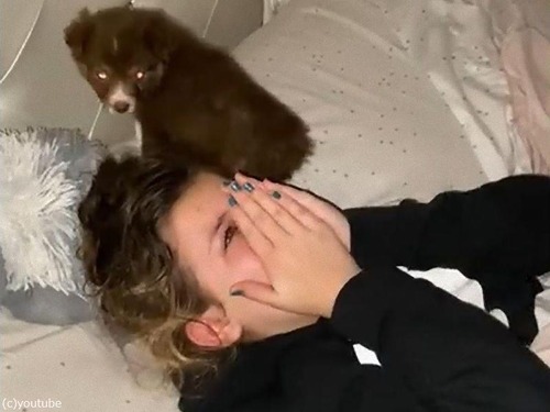眠る9歳の女の子に子犬をサプライズプレゼント04