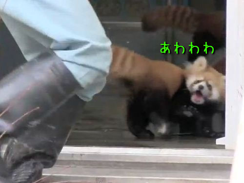 レッサーパンダのリアクション