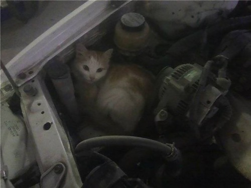 車の中にいる動物10