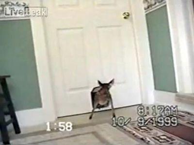 猫じゃないものが出てきた