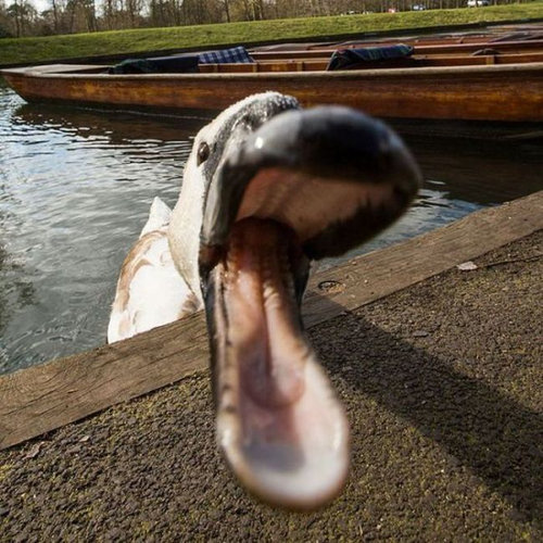 ケンブリッジの暴れん坊な白鳥15