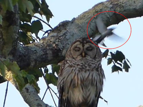 鳥の攻撃に動じないフクロウ00