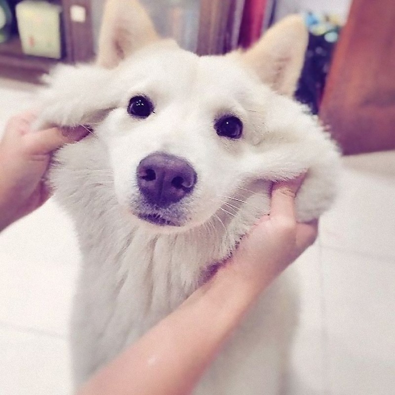 犬のほっぺたがこんなに伸びるとは 意外と知られていない 写真いろいろ らばq 犬のほっぺたがこんなに伸びるとは 意外と知られていない 写真いろいろ らばq