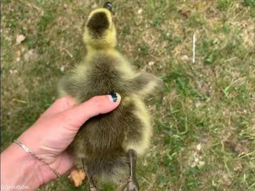 ガチョウのヒナが翼をパタパタ