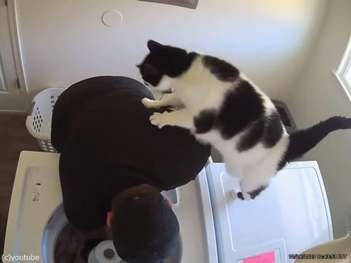 猫が洗濯を手伝いたがるけど…出来ることはなかった（動画）