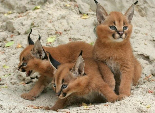 大きくても やはり猫なんだなぁ と思う ネコ科の動物たちのキュートな写真枚 らばq